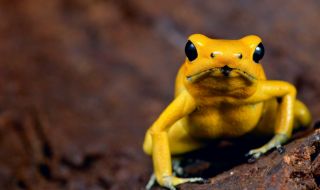 Редки жълти жаби "нападнаха" Индия (ВИДЕО)