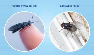"Насекомо" за протеста срещу фермата за ларви: Плашат хората с измислици