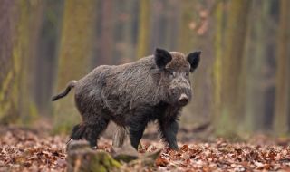 Диви свине предизвикаха страшна катастрофа с жертви