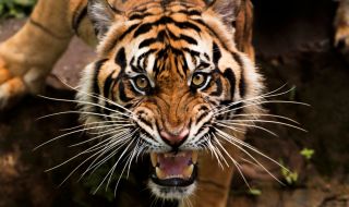 Индия изгуби 329 тигъра за 3 години