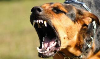 Куче нахапа жестоко възрастна жена във Велико Търново