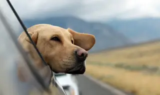 Ford ще прави поставки за чаши за кучета в колата