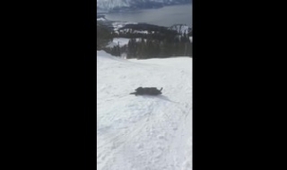 Кралят на планинското снежно спускане (ВИДЕО)