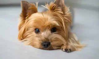 Жена изхвърли кученце от шестия етаж в Несебър