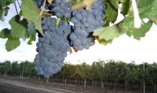 Земеделската земя ще поскъпва