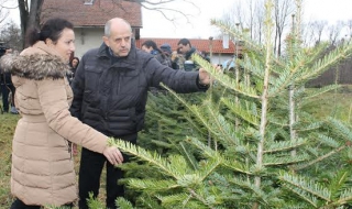 Как да изберем и да се грижим за живо коледно дръвче