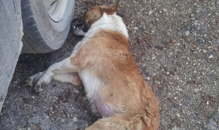 Трупове на кучета открити във Видин