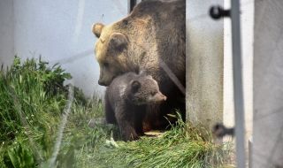 Бебе мече е най-новият обитател на зоопарка в Благоевград (СНИМКИ)