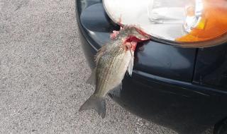 Риба падна от небето и причини катастрофа