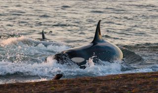 Косатка беше изхвърлена на белгийски плаж