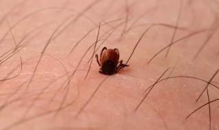 Какво да направим, ако ни ухапе кърлеж?