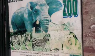Тигри разкъсаха човек в зоопарк в Пакистан ВИДЕО