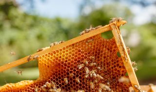 Д-р Пламен Иванов пред ФАКТИ: Призоваваме да не се съсипва един традиционен отрасъл, какъвто е пчеларството