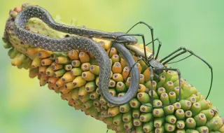 Затоплянето на климата води до миграция на змии и паяци