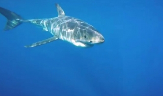 И акулите не харесват камерите (ВИДЕО)