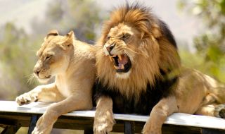 Лъвове избягаха от зоологическа градина и предизвикаха паника