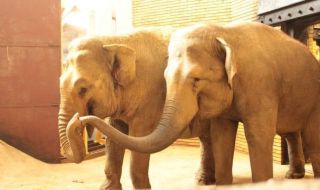 Две индийски слоници са най-новите попълнения на столичния зоопарк
