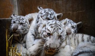 Зоопаркът във Варна показа четири нови бели тигърчета