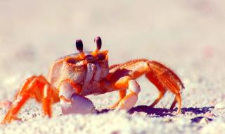 Рак-пушач стана хит в мрежата (ВИДЕО)