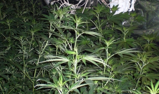 Разбиха домашна оранжерия за канабис