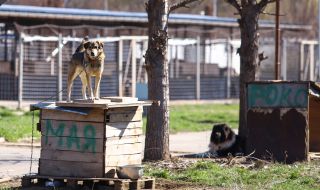 Пострадали от питбули искат по-строг контрол от държавата върху опасни породи кучета