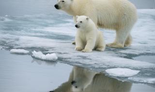 Земята загубила над 28 трилиона тона лед само за 23 години