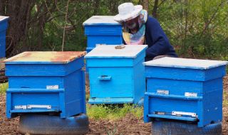 Пчеларите на нож срещу държавата – няма държавна мярка, която да компенсира загубите им