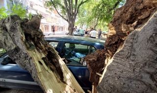 Високо дърво падна и смаза кола в Стара Загора (СНИМКИ)