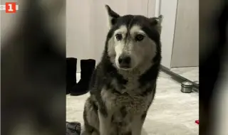 Лекар прегази куче в София, не се е опитал да помогне на животното