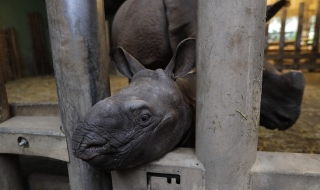 Бебе носорог се роди в чешки зоопарк (СНИМКИ)