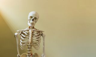 Какви тайни крият човешките кости?