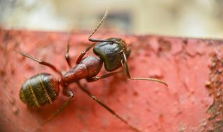 Гигантски мравки са марширували из Северна Америка и Европа