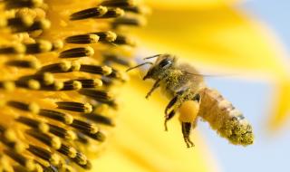 Създадоха пчели роботи, които да заменят истинските