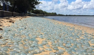 Медузи превзеха плаж в Австралия