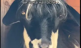 "Най-красивият пръч" живее на 15 минути от София (ВИДЕО)