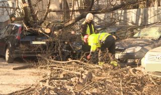 Вятърът вилнее в София: Дърво падна и премаза 5 коли на паркинг, изолацията на  училище бе отнесена