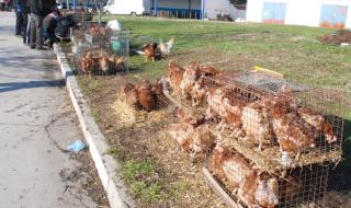 Две нови огнища на птичи грип в България