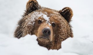 Мечка нахлу при жена, ползваща външна тоалетна (ВИДЕО)