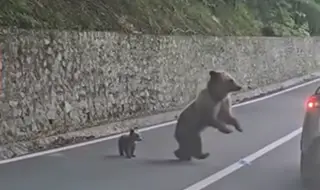 Мечка с малко мече нападна шеф на БФС