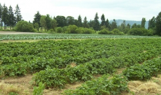 Над 115 хиляди земеделски стопани са кандидатствали за директни плащания