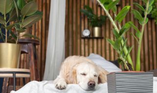 4 стайни растения за по-добър сън