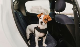 Кучетата предпочитат да се возят в електрически автомобили пред дизелови