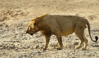 Лъвица тръгна по улиците на Дубай