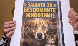 Във Велинград протестират срещу тровенето на бездомни животни