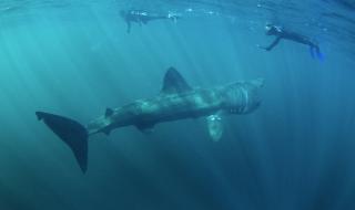 Огромна акула плува кротко край хора в Малага (ВИДЕО)