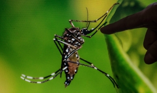 Какво трябва да знаят пътуващите в региони с малария?