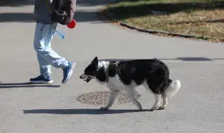 Мъж прегази куче в София: какви са наказанията в Европа