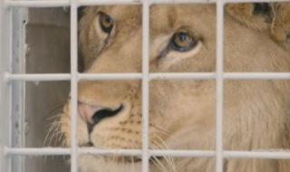 10 от 20 зоопарка у нас са без валиден лиценз