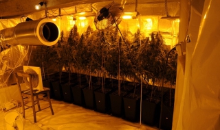 Разбиха оранжерия за канабис в Кюлевча