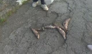 Тонове мъртва риба бяха открити в река Искър